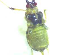 Hyperomyzus lactucae