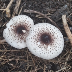 Lepiota lilacea