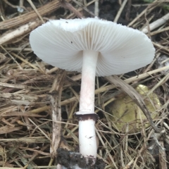 Lepiota lilacea
