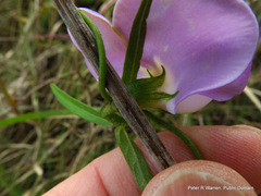 Vigna vexillata angustifolia