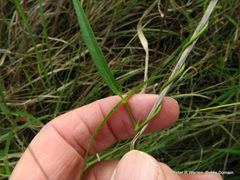Vigna vexillata angustifolia