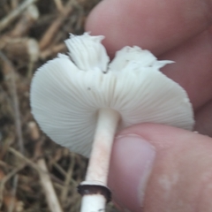 Lepiota lilacea