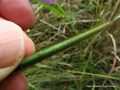 Vigna vexillata angustifolia