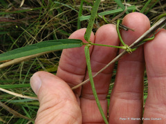 Vigna vexillata angustifolia