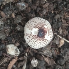 Lepiota lilacea