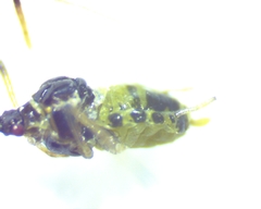 Hyperomyzus lactucae