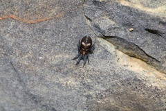 Titanoeca quadriguttata