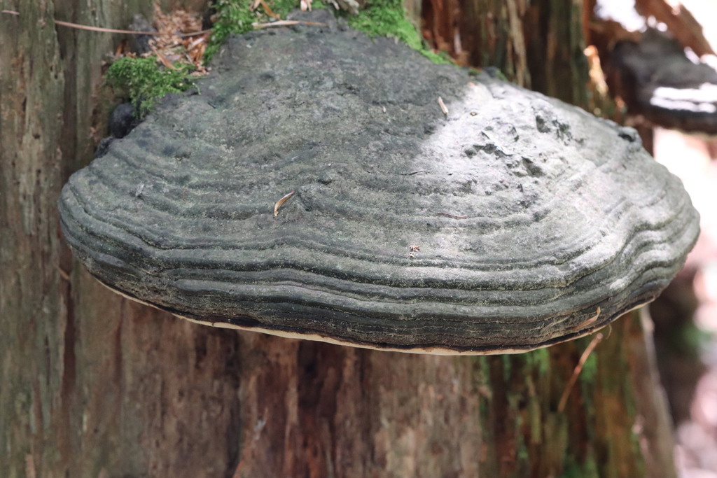 Fomes fomentarius · August 2021 · photo: © ninacourlee (iNaturalist, cc-by)