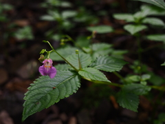 Impatiens furcillata