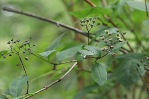 Image of Deutzia parviflora by (c) Nina Filippova, some rights reserved (CC BY)