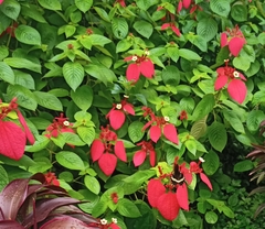 Mussaenda
