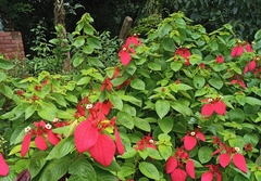 Mussaenda