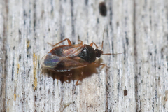 Lyctocoris campestris