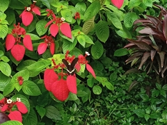 Mussaenda