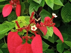 Mussaenda