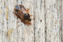 Lyctocoris campestris