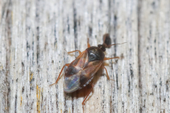 Lyctocoris campestris