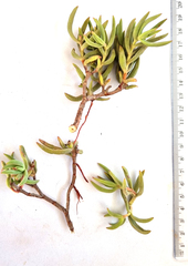 Crassula mollis