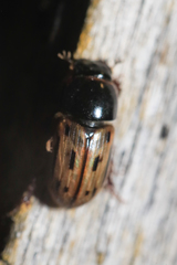 Chilothorax melanostictus