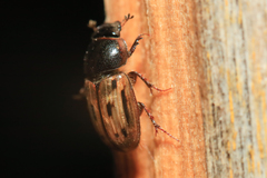 Chilothorax melanostictus