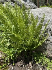 Athyrium distentifolium