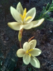 Hesperantha sufflava