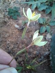 Hesperantha sufflava