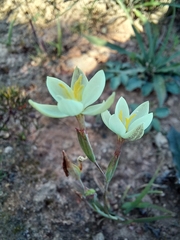 Hesperantha sufflava