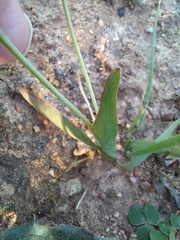 Hesperantha sufflava