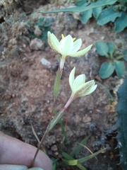 Hesperantha sufflava