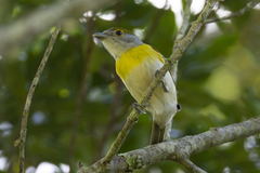 Pachyramphus viridis