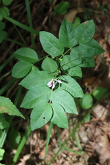Vicia ramuliflora