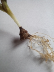 Hesperantha sufflava