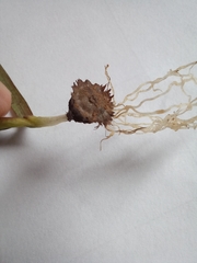 Hesperantha sufflava