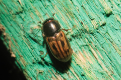 Chilothorax melanostictus