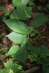 Carpinus cordata