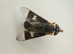 Chrysops cincticornis