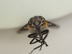 Chrysops cincticornis