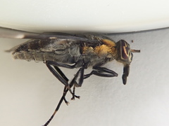 Chrysops cincticornis