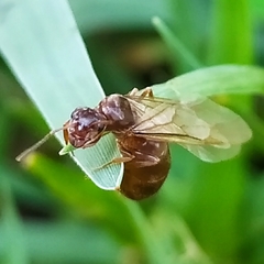 Lasius