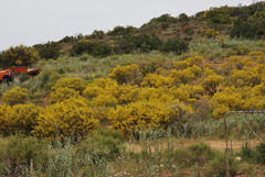 Senna artemisioides artemisioides