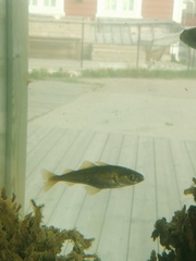 Gadiformes