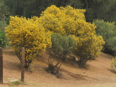 Senna artemisioides artemisioides