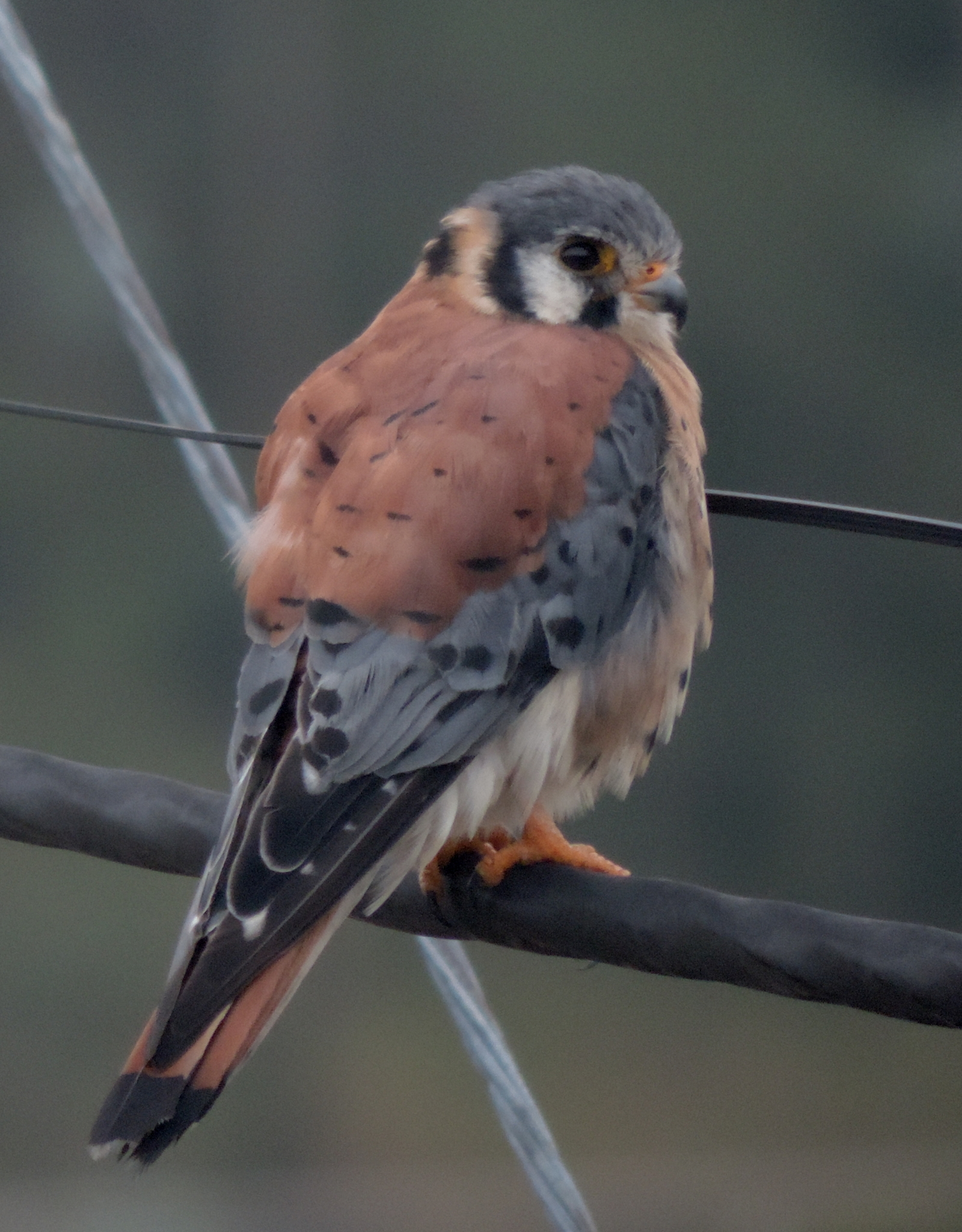 Falconidae image