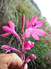 Watsonia rogersii