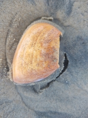 Crassula aequilatera