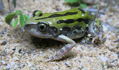 Kassina senegalensis