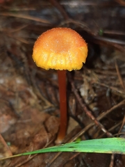Pseudohygrocybe