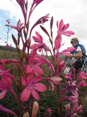 Watsonia rogersii