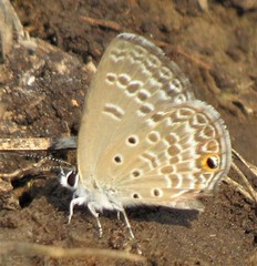 Euchrysops subpallida
